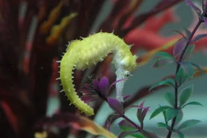 Barbour's Seahorse