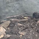 Annam Stick Insect