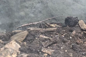 Annam Stick Insect