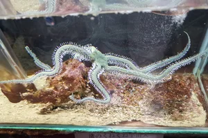 Ophiarachna incrassata