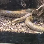 Japanese Woodsnake