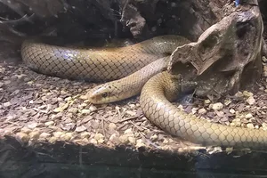 Euprepiophis conspicillatus