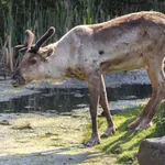 Reindeer