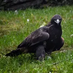 Golden Eagle