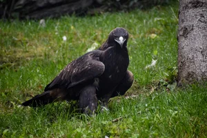 Steenarend