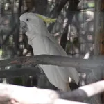 Sulphur-crested Cockatoo