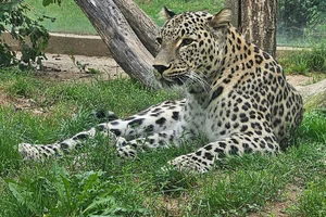 Perzische panter