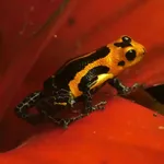 Mimic Poison Frog
