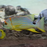 Sailfin Snapper