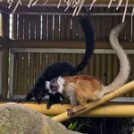 Black Lemur