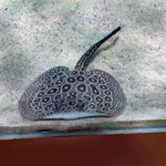 Pearl Freshwater Stingray