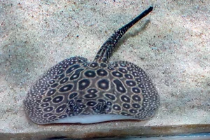 Pearl Freshwater Stingray