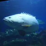 Giant Grouper