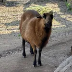 Feral Sheep