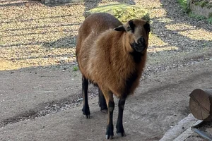 Schaap