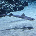 Starry Smooth Hound
