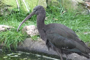 Zwarte ibis