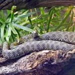 Viperine Snake