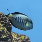 Sohal Surgeonfish