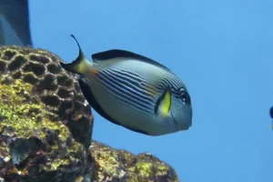 Arabischer Doktorfisch