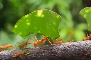 Atta cephalotes