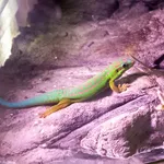 Bluetail Day Gecko