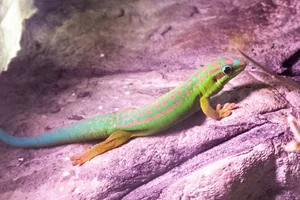 Lacepedes daggekko