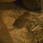 Amami Oshima Spiny Rat