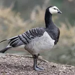 Barnacle Goose