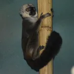 White-fronted Lemur