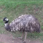 Common Emu
