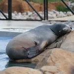 Californian Sea Lion