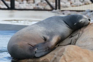Californische zeeleeuw