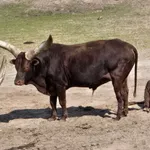Domestic Cattle
