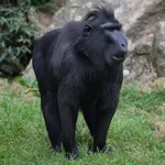 Celebes Crested Macaque