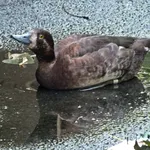 American Greater Scaup