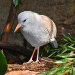 Kagu