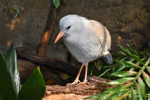 Kagoe
