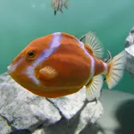 White-barred Boxfish