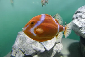 White-barred Boxfish