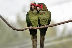 Mitred parakeet