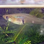 Eastern Mosquitofish