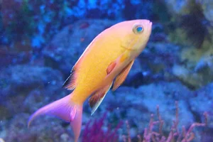 Pseudanthias nobilis