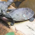 Madagascar Big-headed Turtle