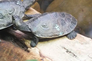 Madagaskarscheenplaatschildpad