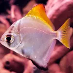 Silver Moony