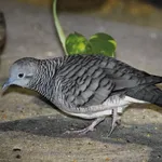 Zebra Dove