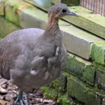 Great Tinamou