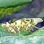 #9 Mantis