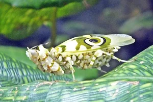 #9 Mantis